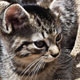 Ni Kitty