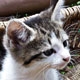 San Kitty