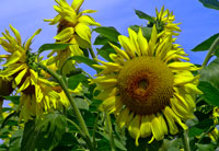 sunflower_x300
